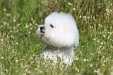 BICHON FRISE 431